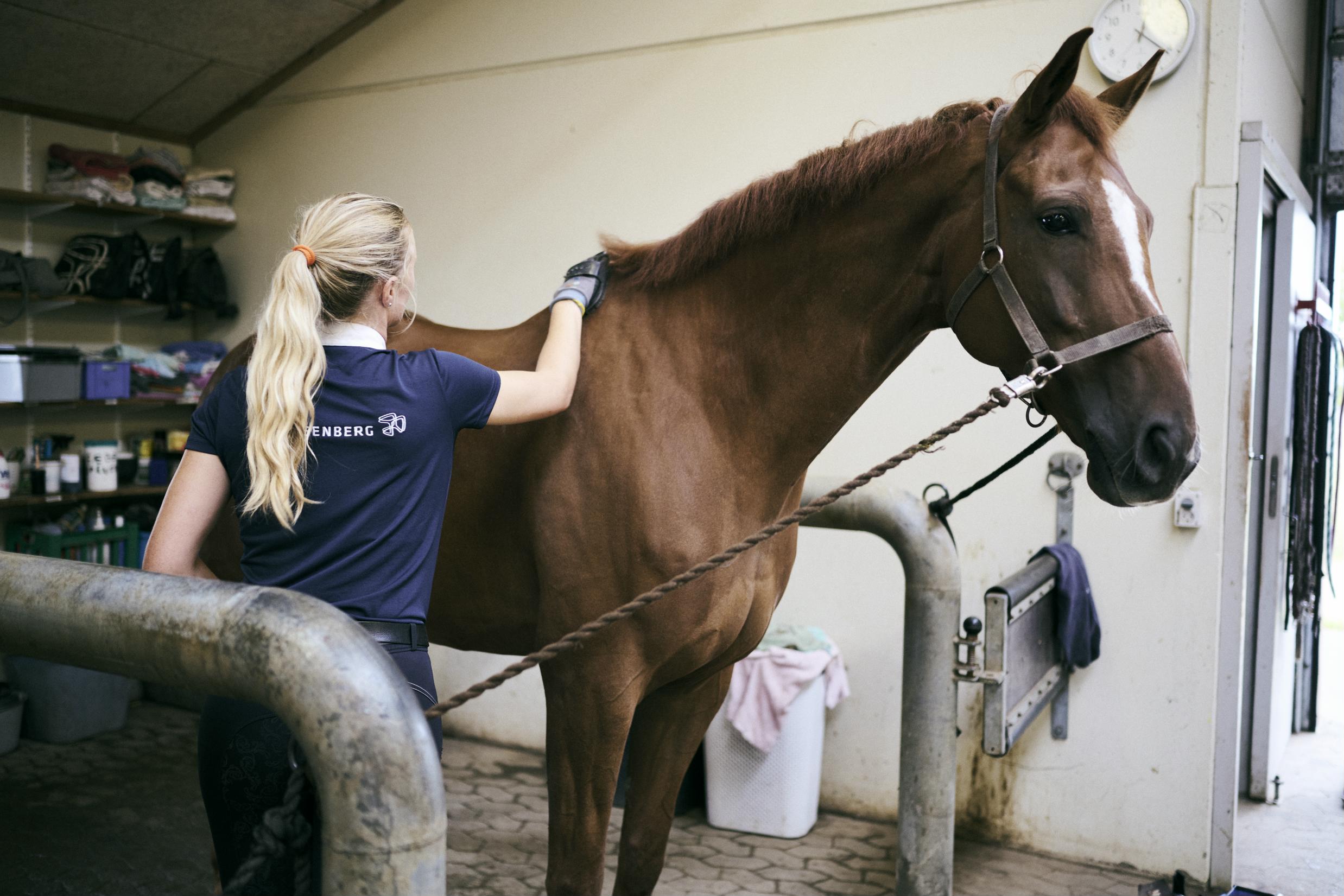 En elev på dyrepasseruddannelsen med specialet hestemanager strigler en hest i skolens hestestald.