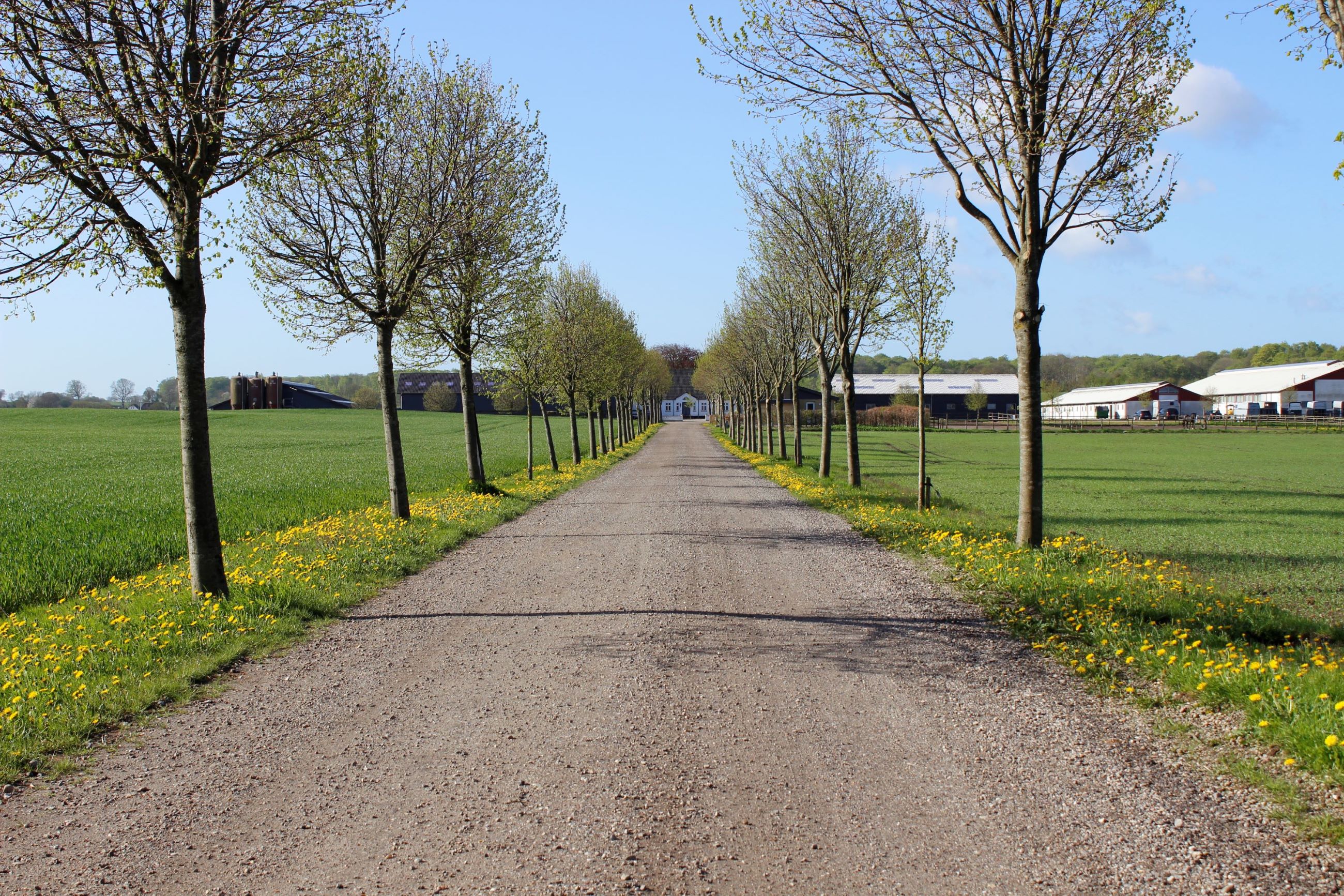 Alleen ned til Hansenbergs gård på Vranderupvej ved Kolding - forår.