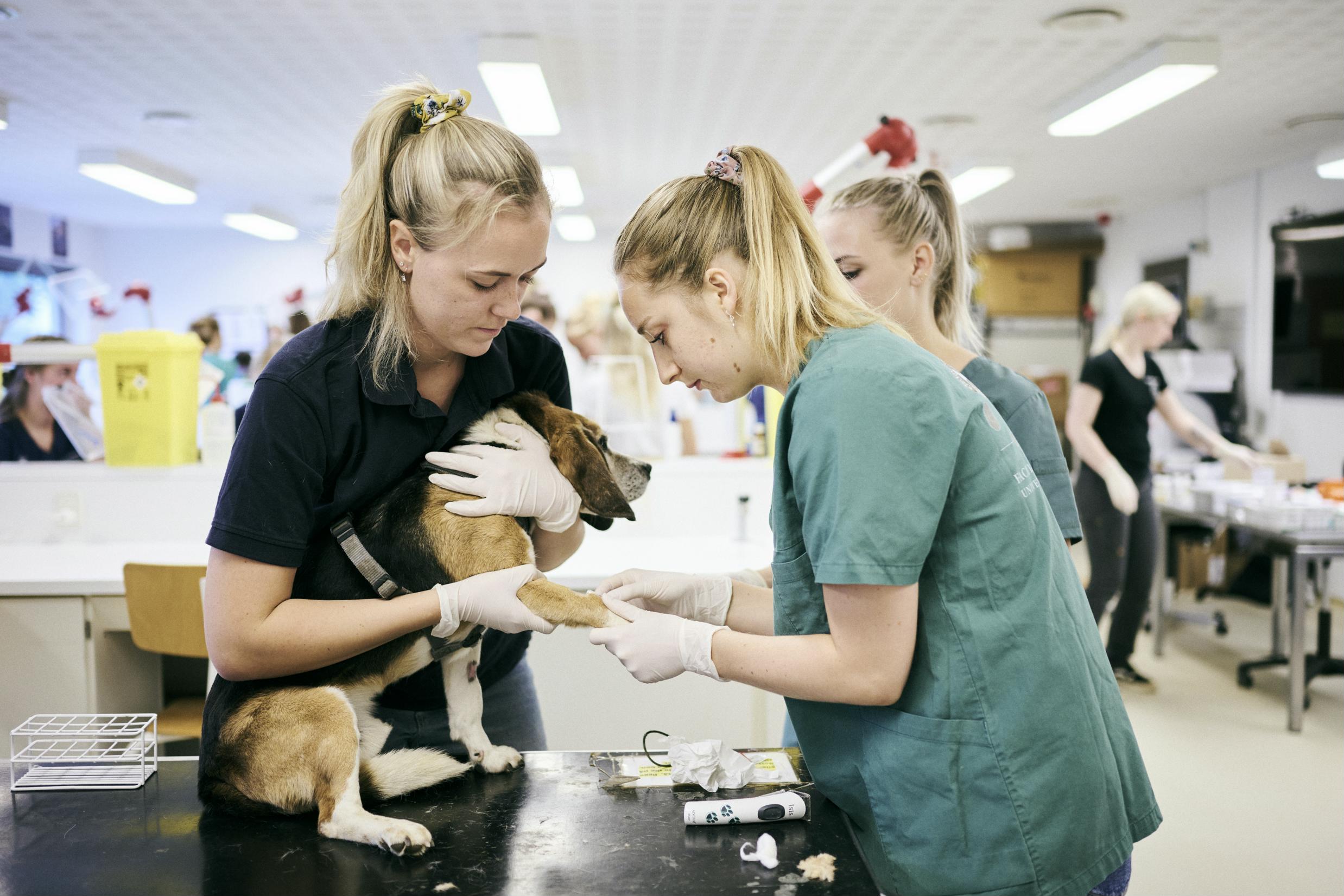 Veterinærsygeplejerskeeleverne afspritter et barberet område på hundens ben.