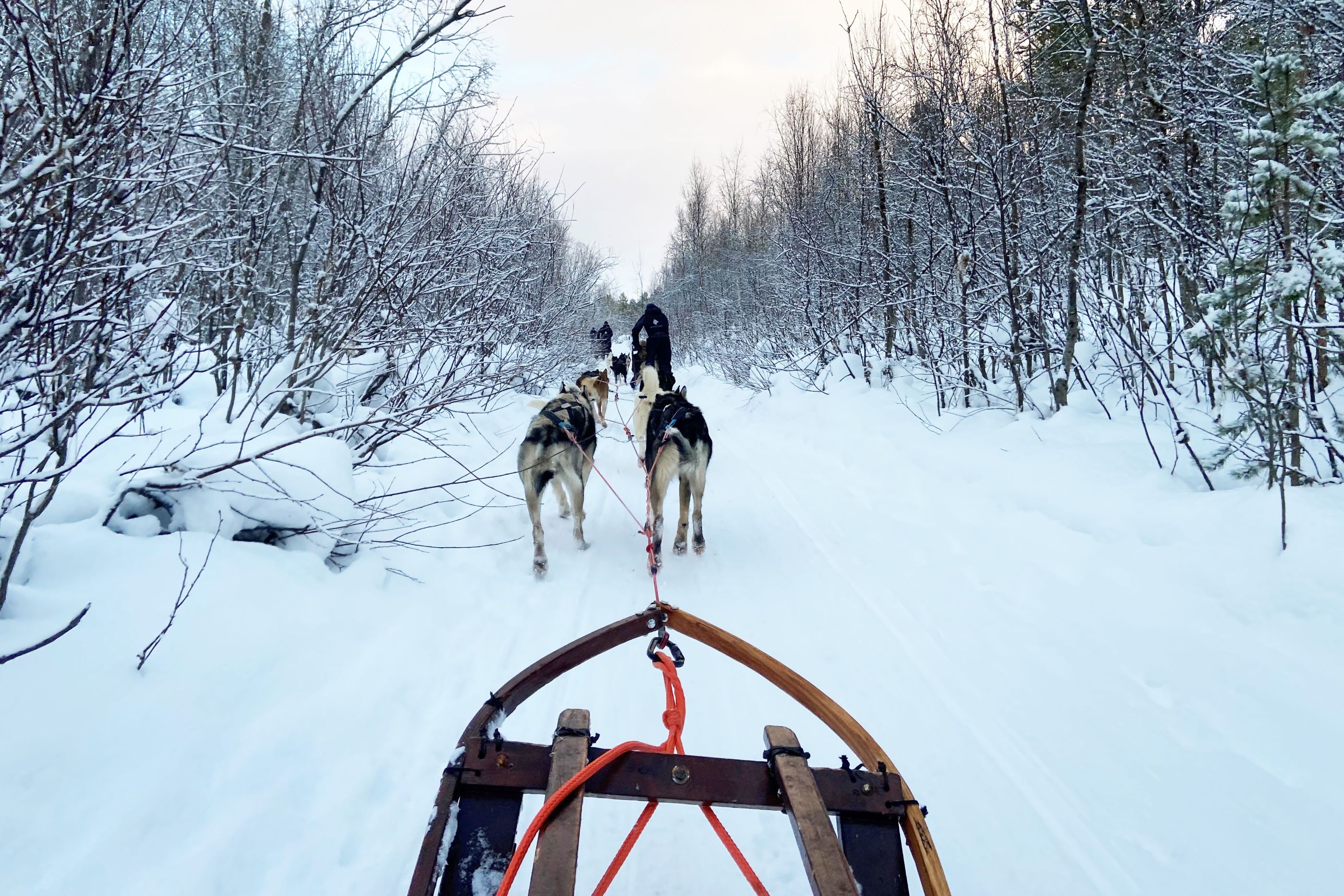 Billedet, som en elev på oplæring i udlandet har taget (OPU), viser en tur på hundeslæde i et snelandskab.