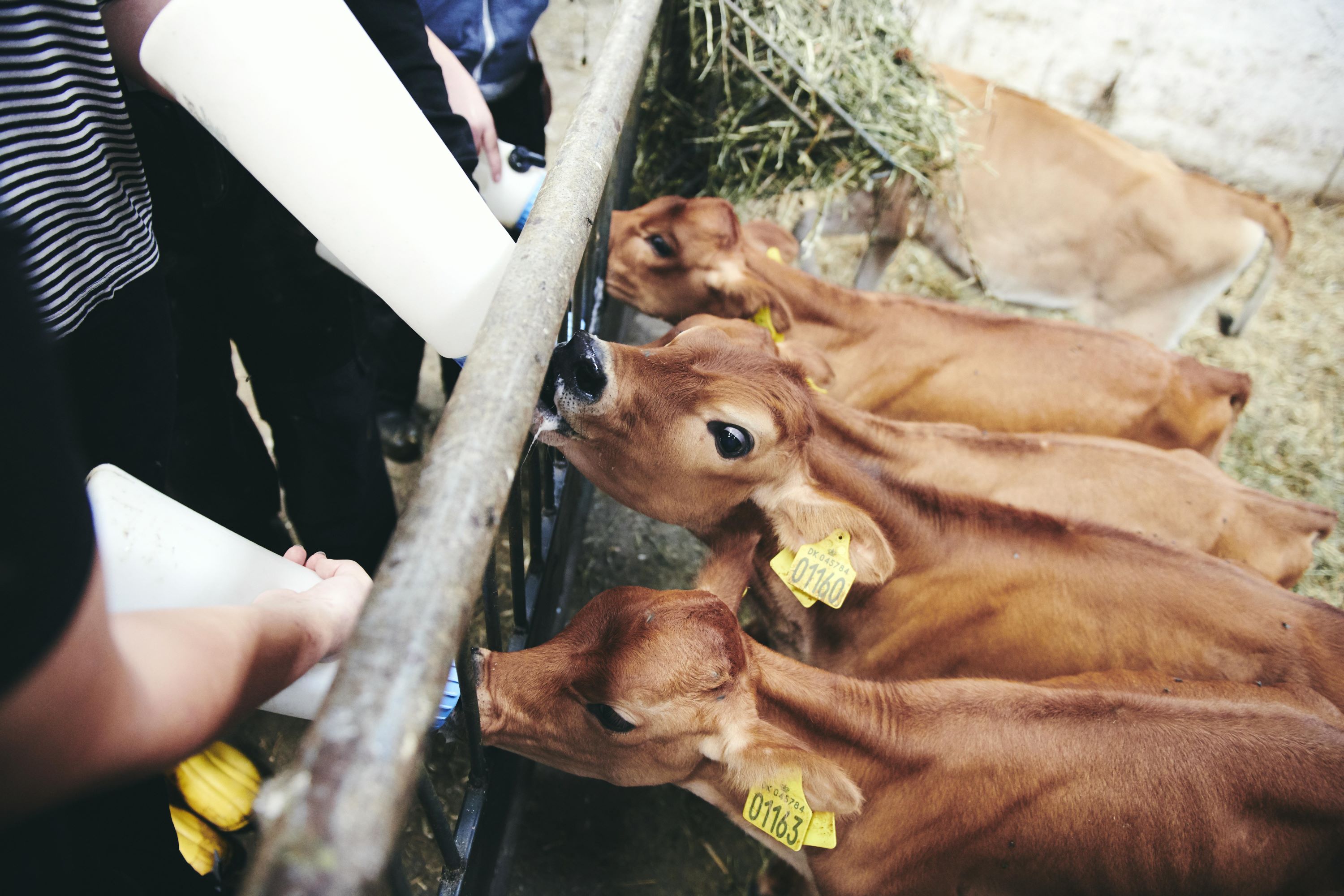 Landbrugseleverne giver de små kalve sutteflaske på Hansenbergs landbrugsuddannelse.