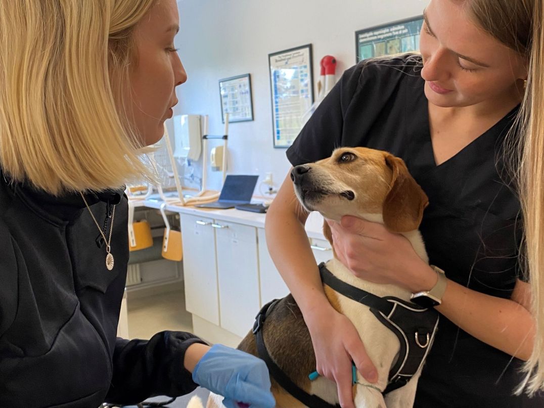Veterinærsygeplejerskeeleverne øver sig i at behandle en hund på skolen, og hunden er meget tålmodig.