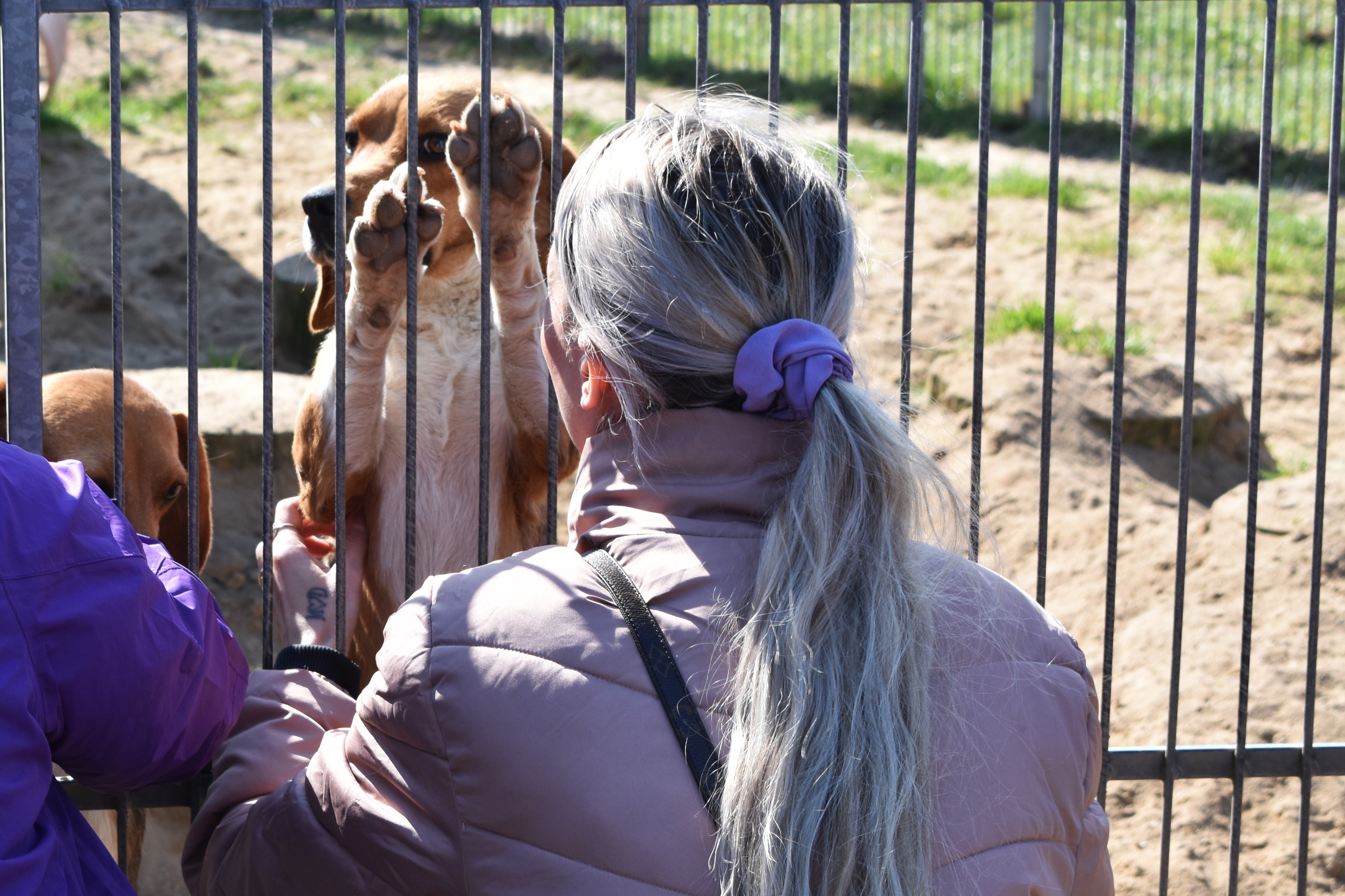 Til Prøv et fag for elever i 4.-10. klasse, er nogle af deltagerne på besøg i hundegården.