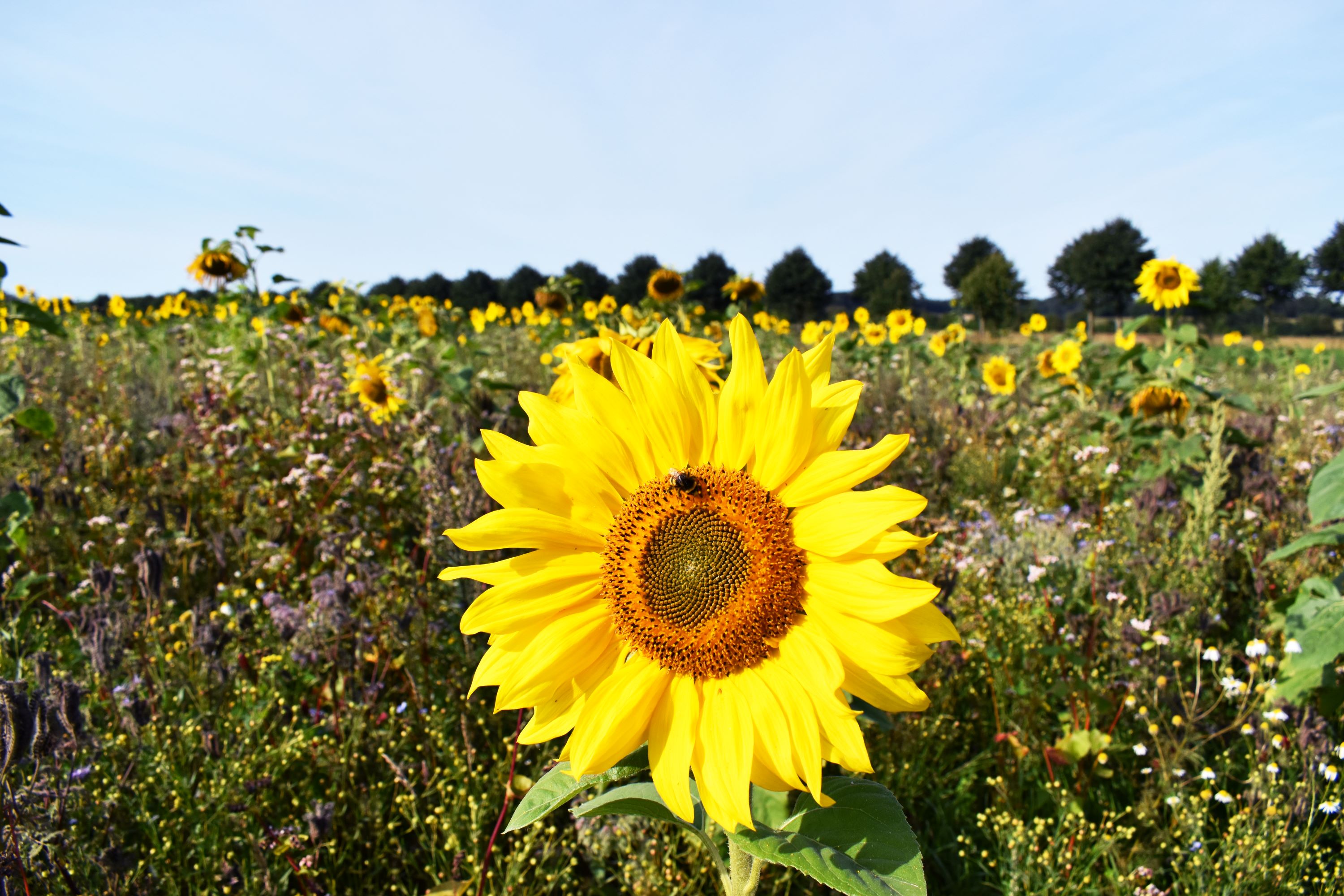 En solsikkemark med bier, sået for at få bedre biodiversitet. Marken ligger hører under Hansenbergs landbrugsuddannelse.