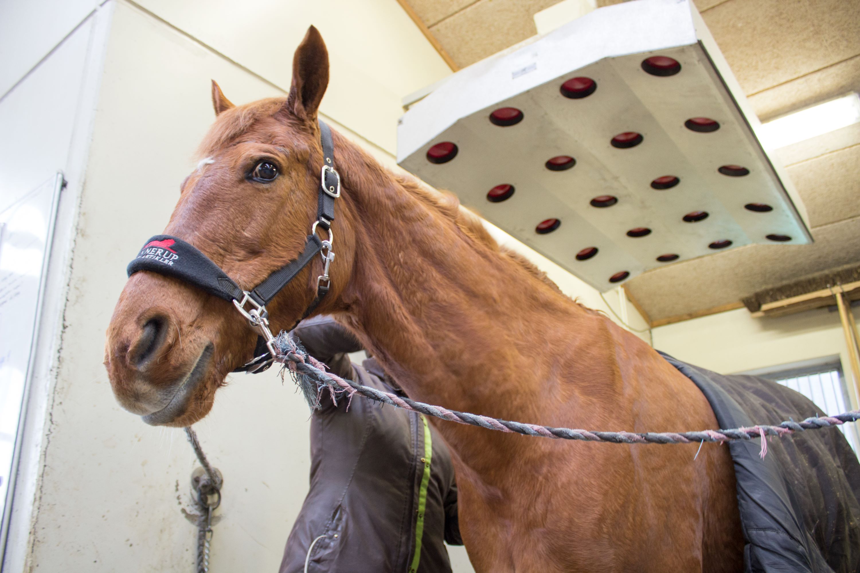 En hestemanagerelev strigler en hest i skolens hestestald.