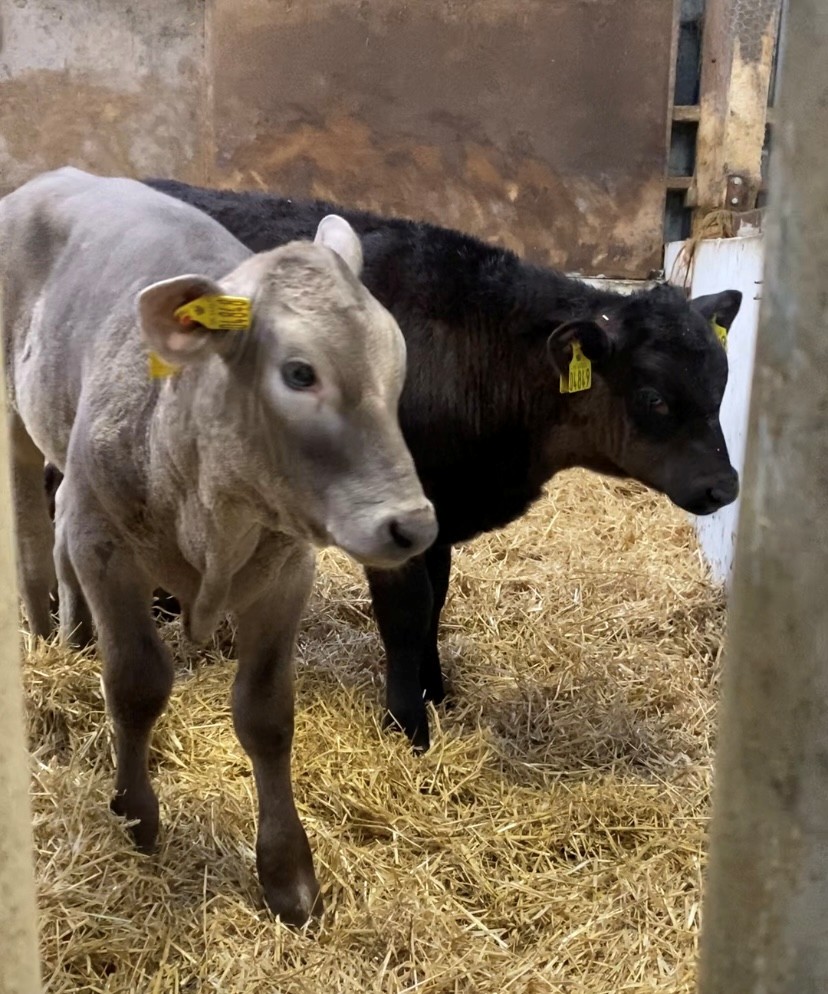 Kalve på Hansenbergs gård i Vranderup.