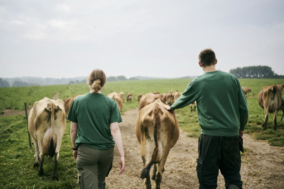 En kvindelig og en mandlig landbrugselev følger Hansenbergs køer ud på markerne.