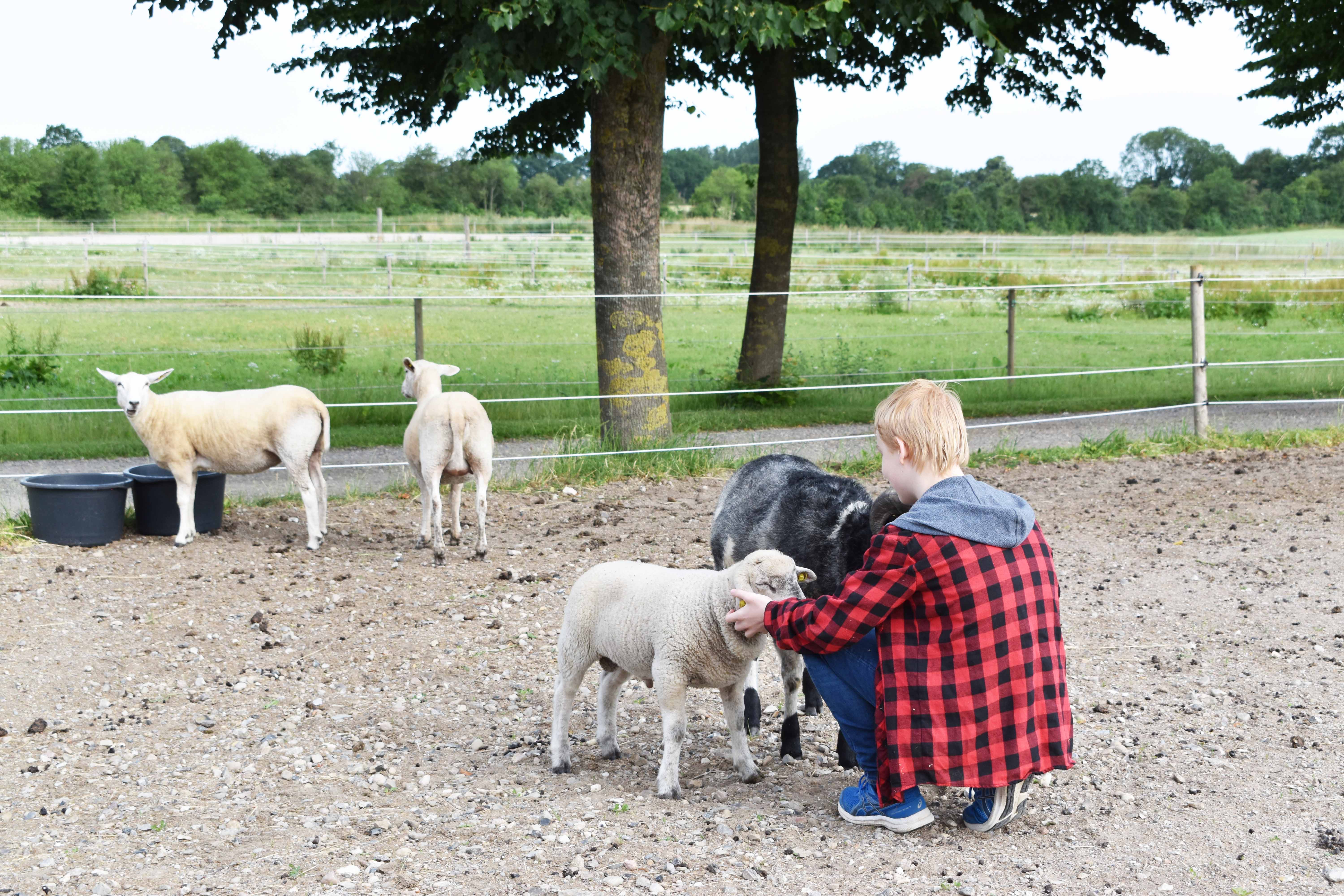 I Pas på dyrene-campen er deltagerne både i zoo, i hestestalden og i kvægstalden.
