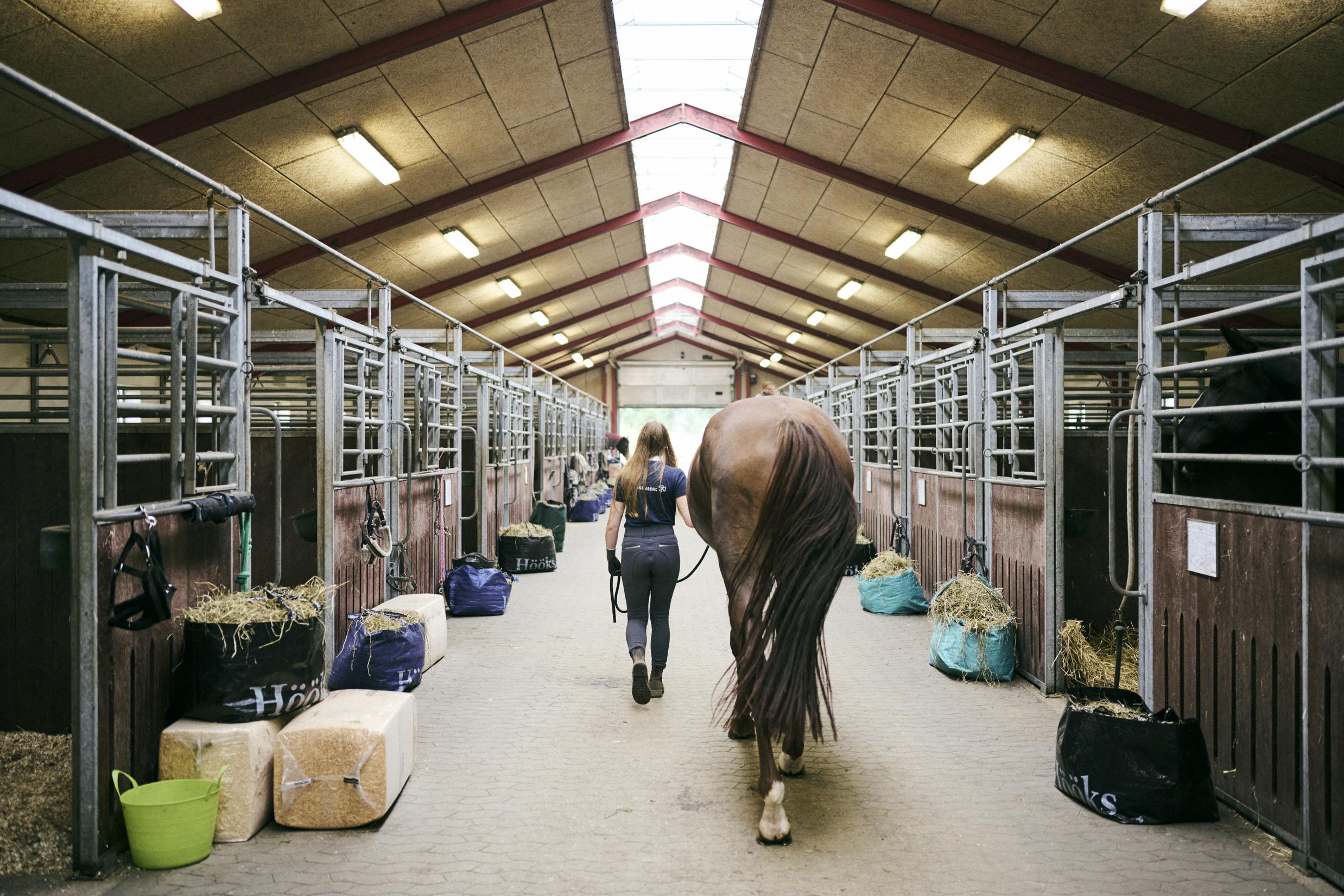 En hestemanagerelev fører en hest ind i stalden på Hansenbergs adresse i Vranderup.