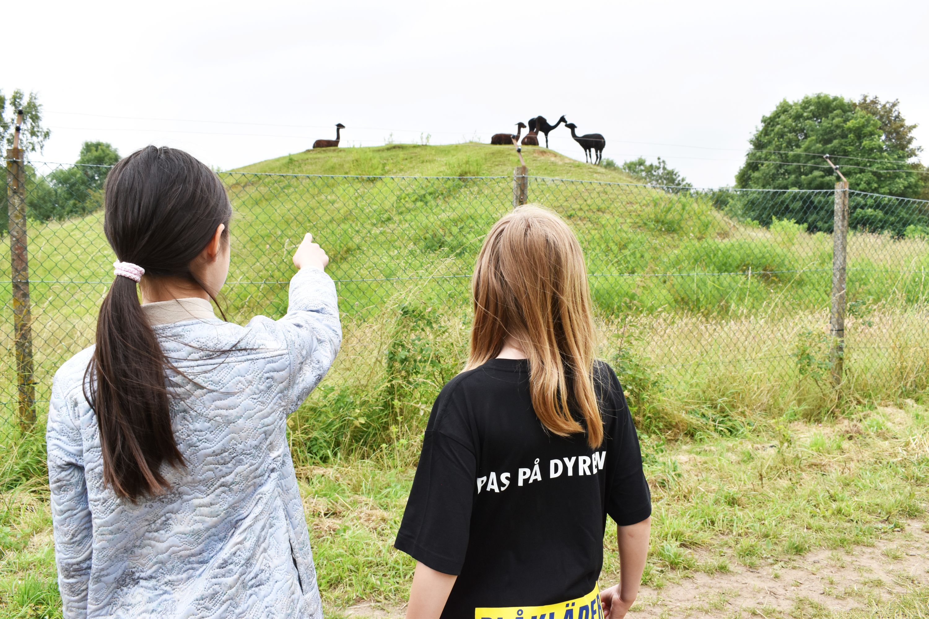 Elever fra grundskolernes 5.-10. klasse deltager på Hansenbergs første SommerCamp i 2024, og her ser nogle af børnene nærmere på alpacaerne i skolens zoo.
