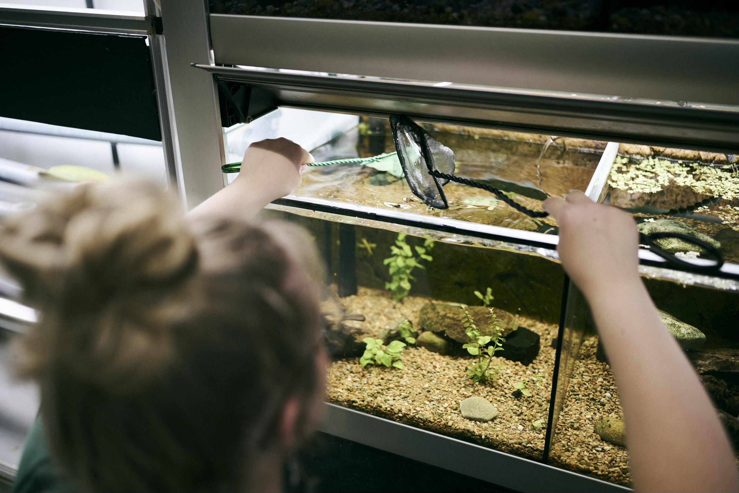 En dyrepasserelev fanger nogle fisk i et akvarie.
