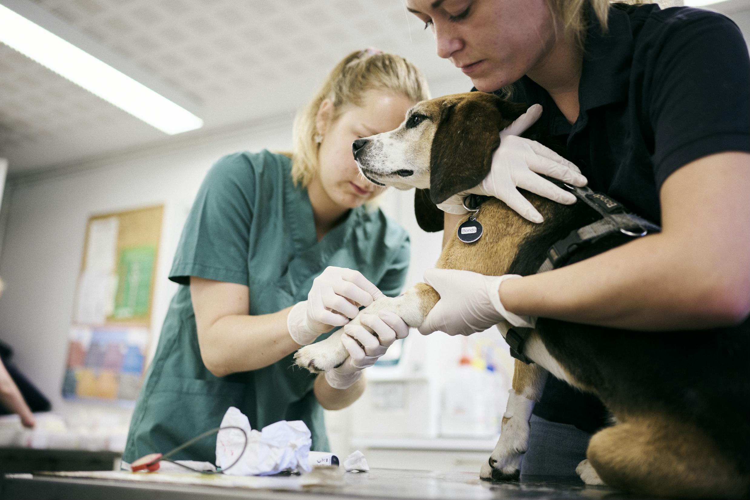 Veterinærsygeplejerskeeleverne tager en blodprøve på en hund, og hunden er meget tålmodig, Hansenberg.