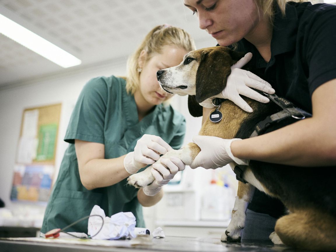 Veterinærsygeplejerskeeleverne tager en blodprøve på en hund, og hunden er meget tålmodig, Hansenberg.