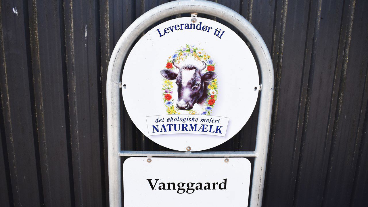 Jerseykøerne i Hansenbergs undervisningsstald bliver økokolgiske, og skolen leverer økologisk mælk til mejeriet.