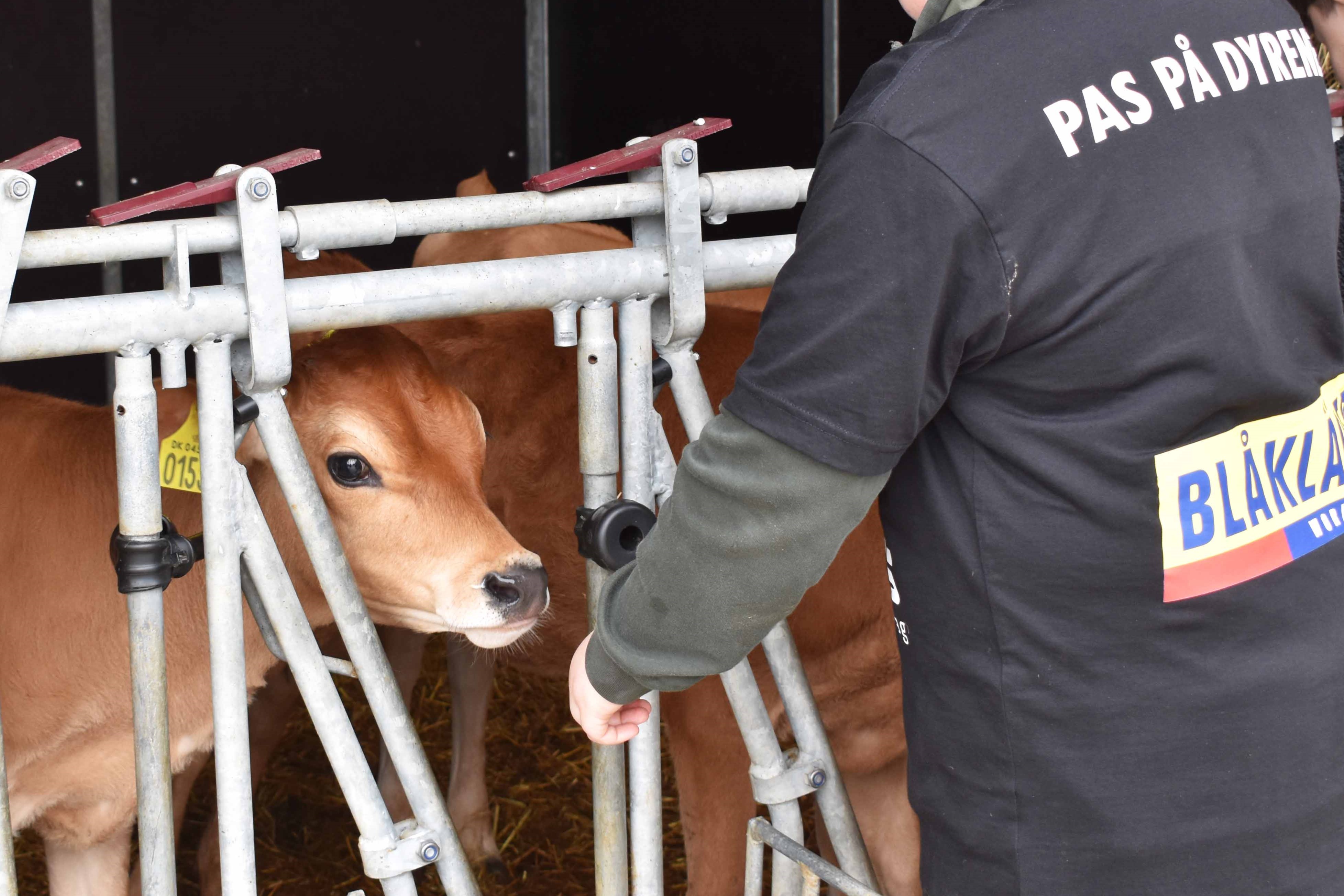 Når 5.-10. klasseseleverne deltager i Pas på dyrene SommerCamp, er det også tid til at nyde kalvene på gården.