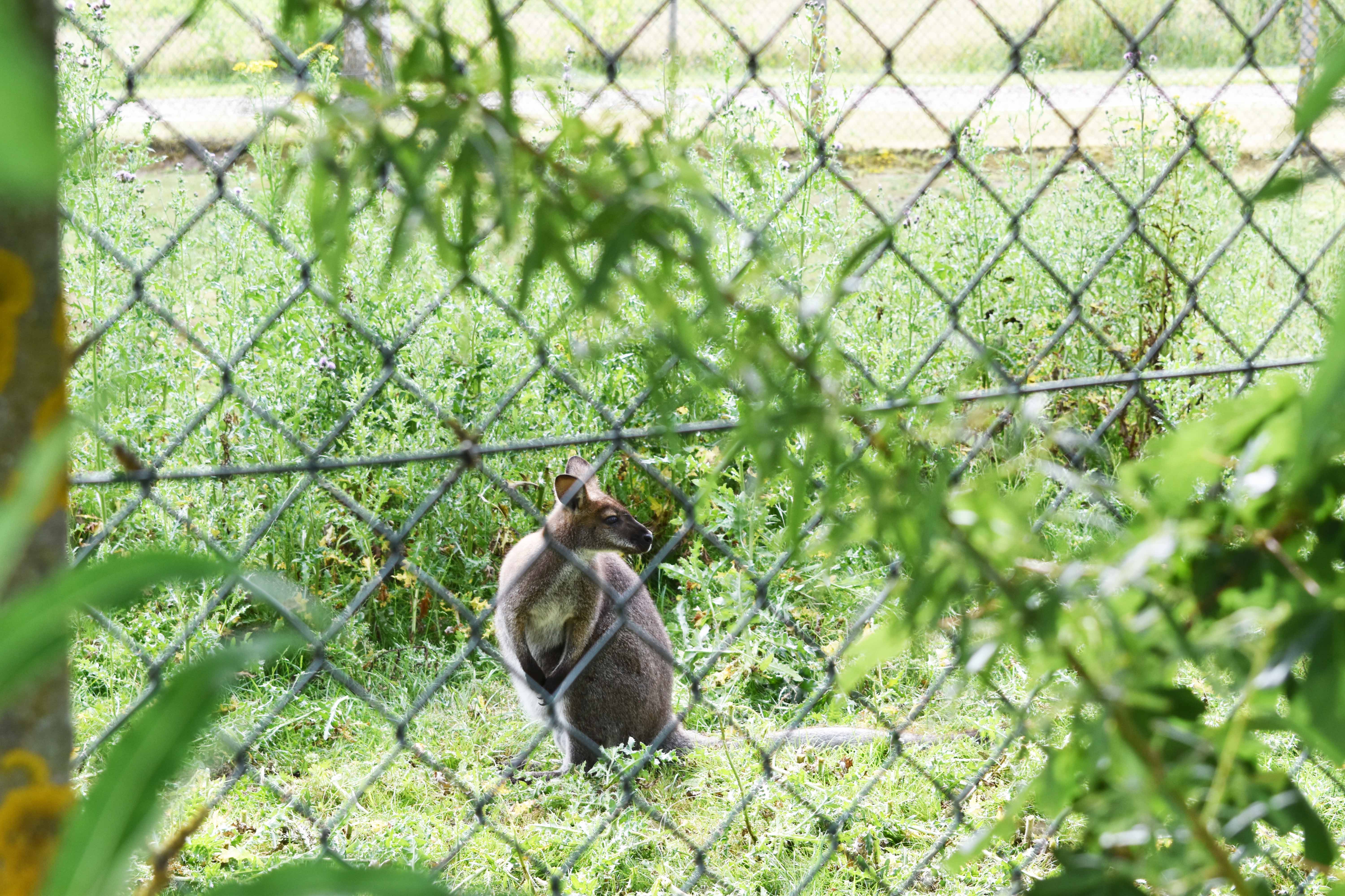 I Pas på dyrene-campen er deltagerne både i zoo, i hestestalden og i kvægstalden.