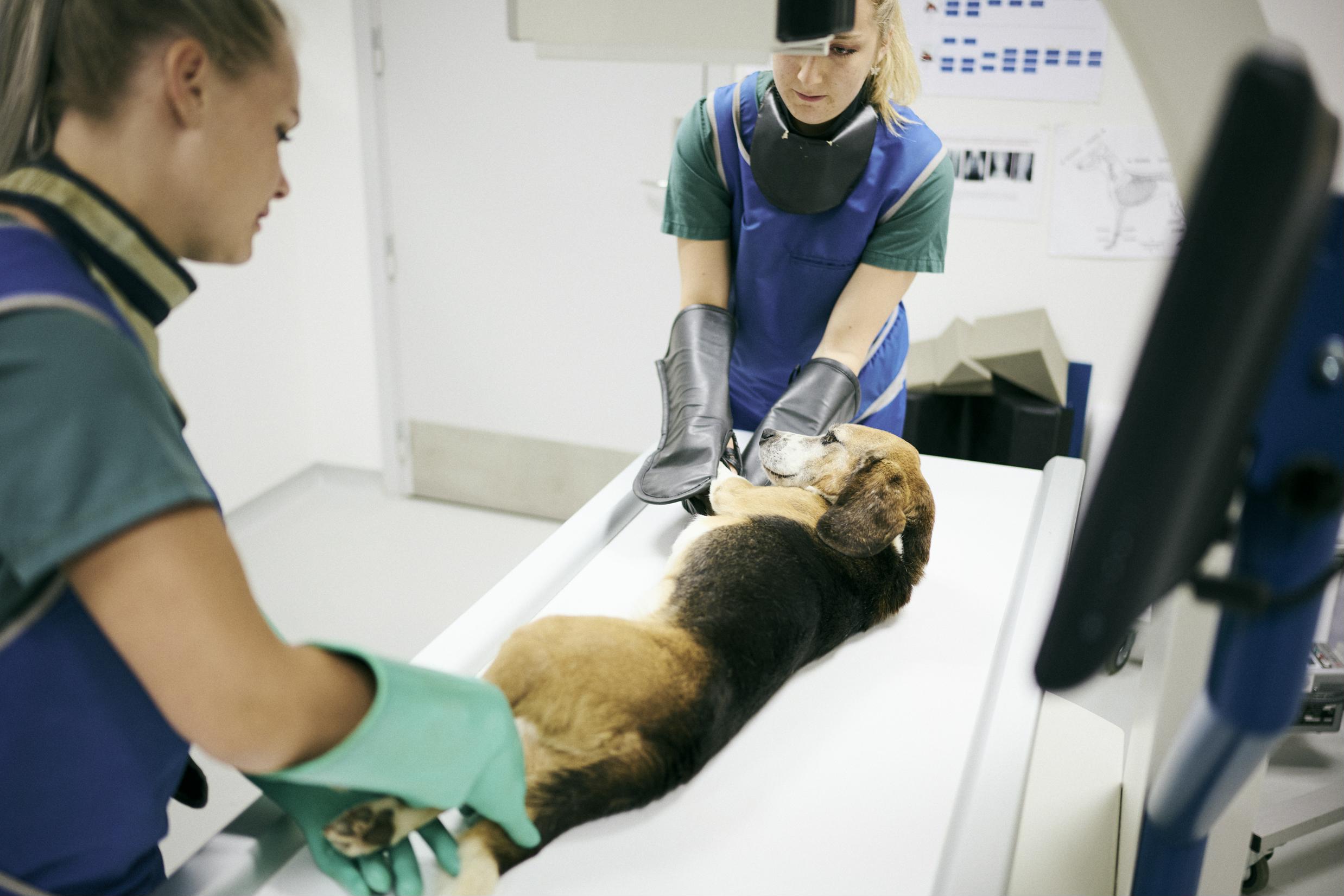 To elever på veterinærsygeplejerskeuddannelsen holder hunden strakt og beroliger den, mens den bliver røntgenfotograferet på skolens klinik.