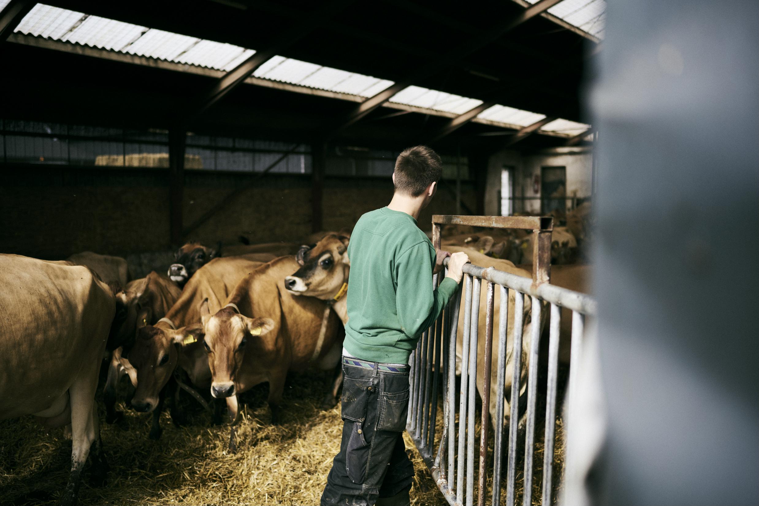 En landbrugselev lukker køerne ud fra en af skolens kreaturstalde.
