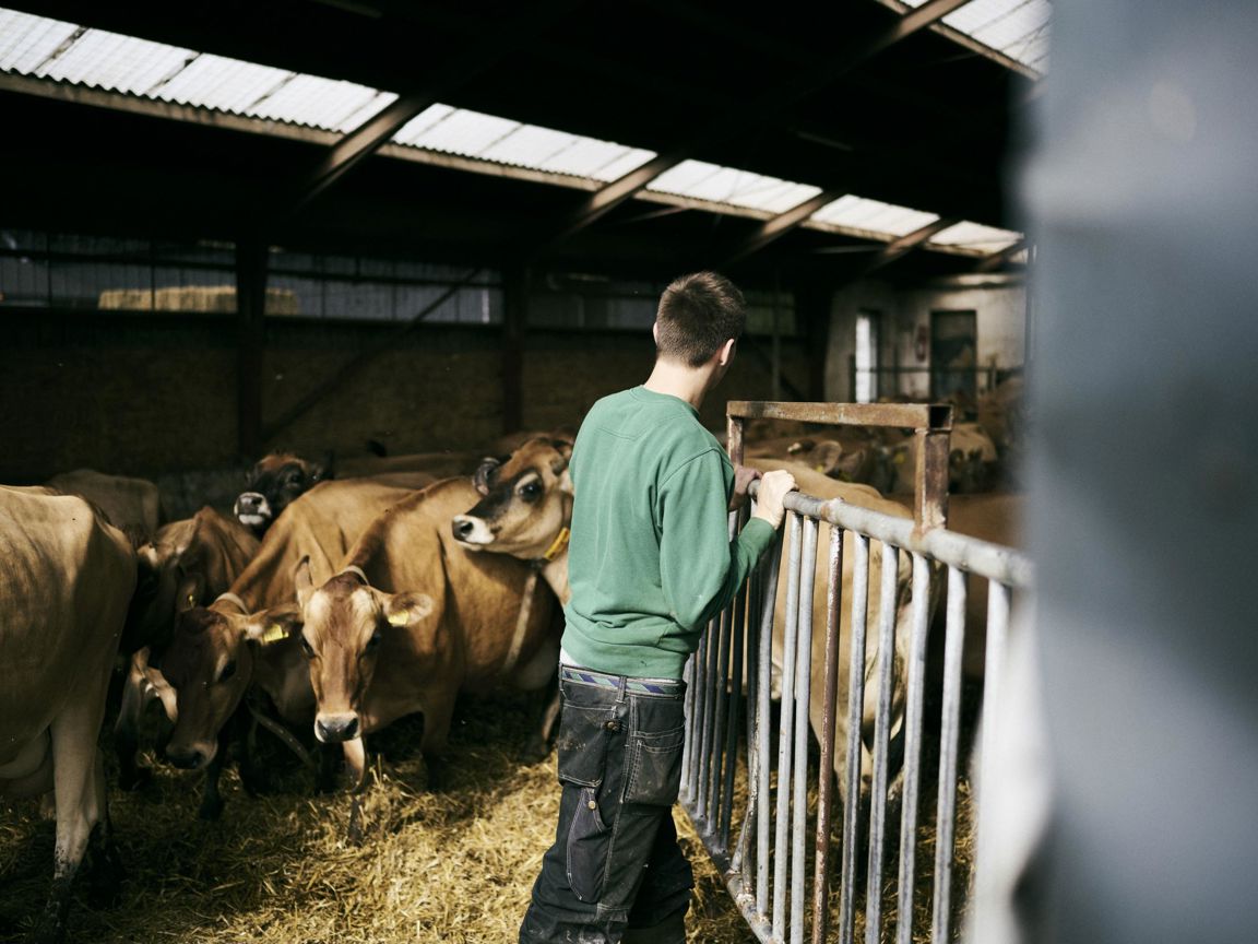 En landbrugselev lukker køerne ud fra en af skolens kreaturstalde.