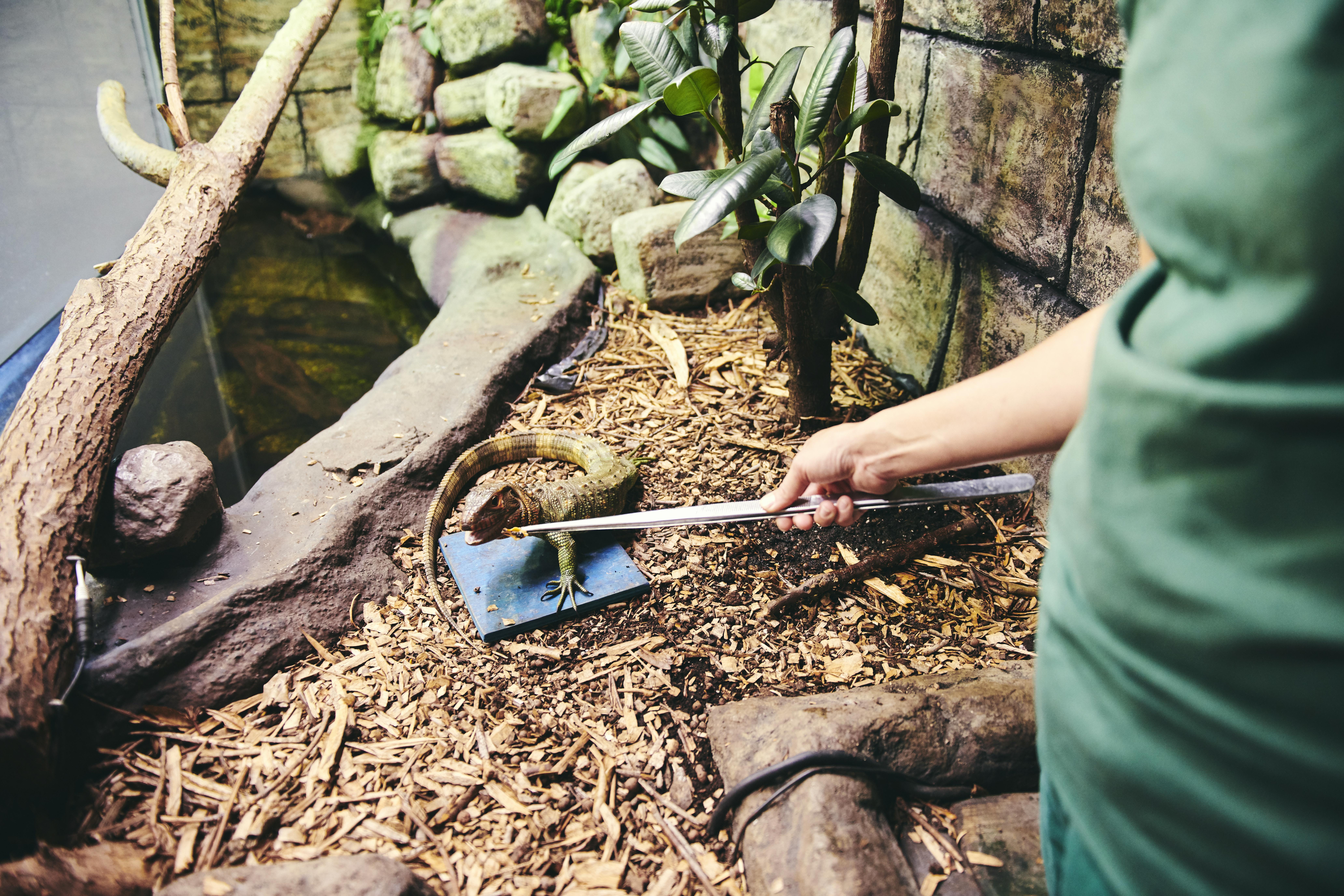 En øgle i Hansenbergs lille terrarie bliver fodret af en dyrepasserelev.