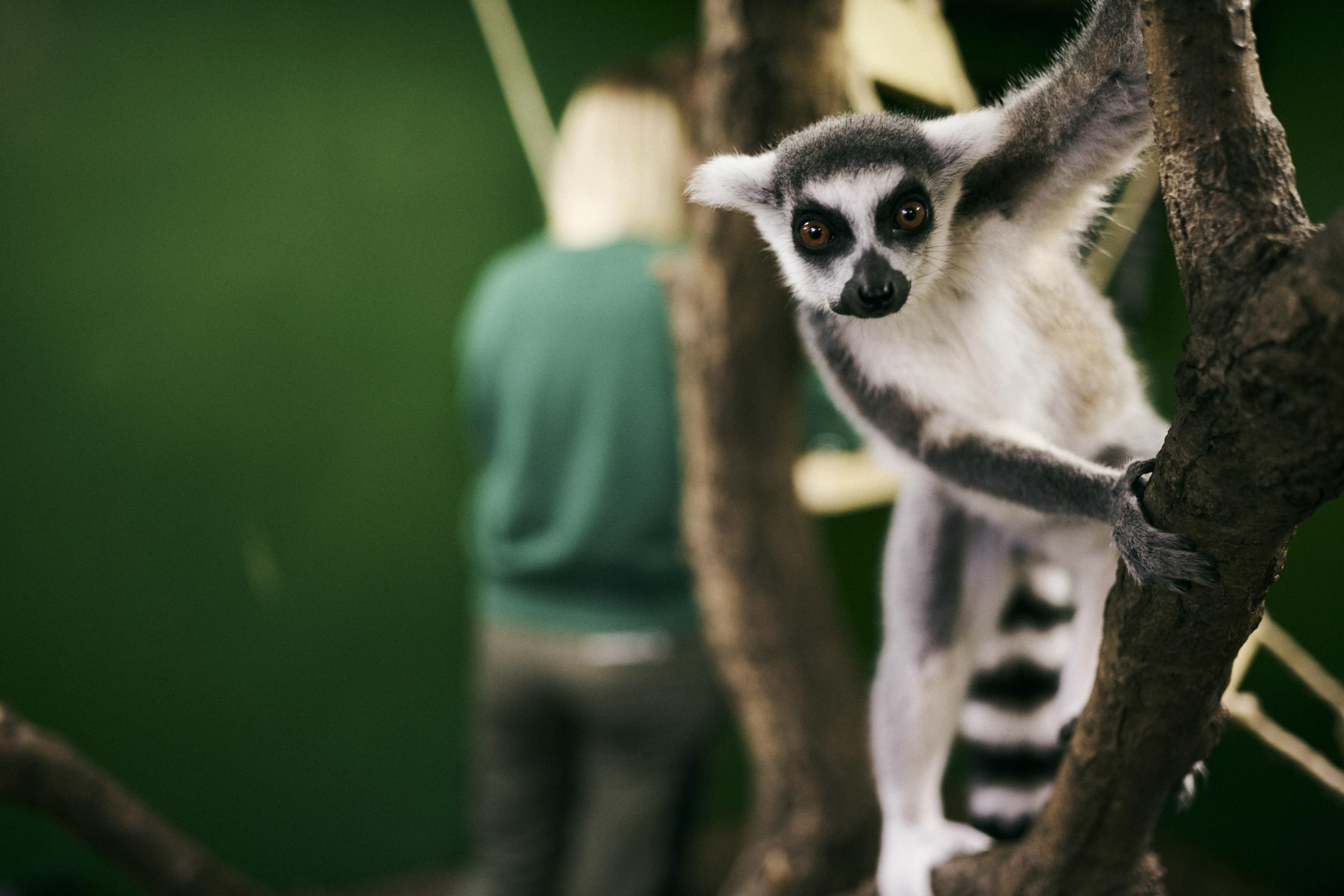 Til Prøv et fag på Hansenberg kan man prøve alverdens fag - herunder dyrepasser med speciale i dyr i zoo.
