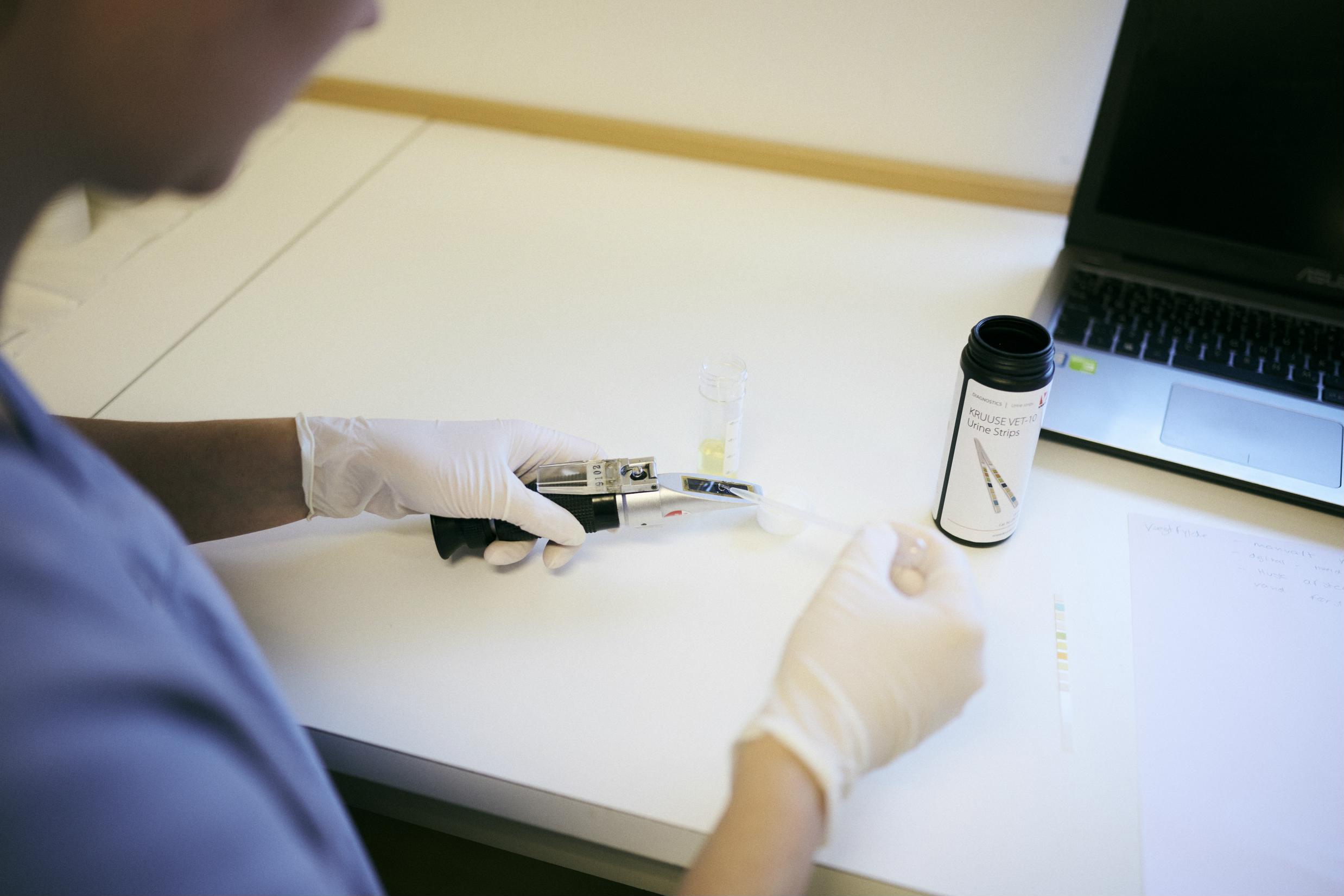 En elev på veterinærsygeplejerskeuddannelsen undersøger nogle prøver i laboratoriet på Hansenberg.