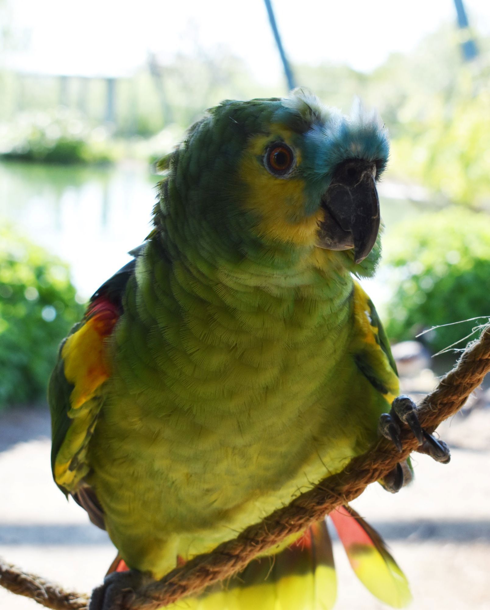 En papegøje i Hansenbergs zoo.