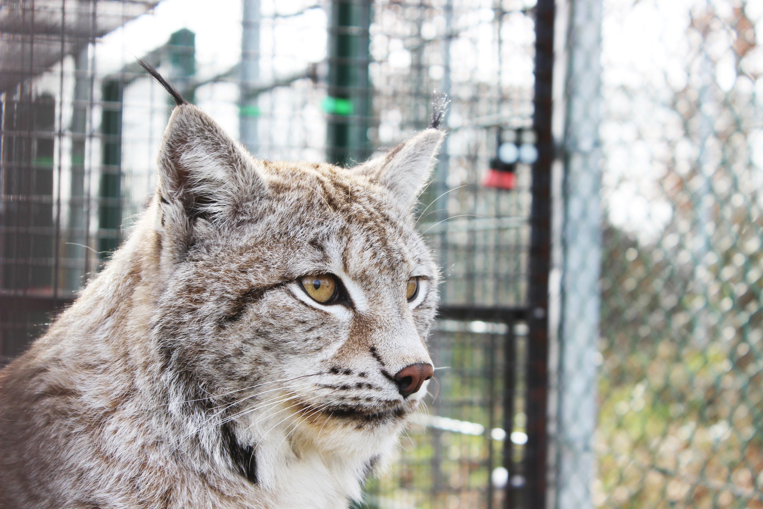 På Hansenberg kan dyrepasserne med speciale i dyr i zoologiske anlæg prøve kræfter med arbejdet i skolens egen zoologiske have, hvor der fx er en losser.